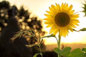 Die Sommer-Highlights in Obfelden