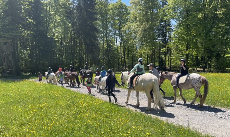 Gelungenes Pferdecamp in Obfelden